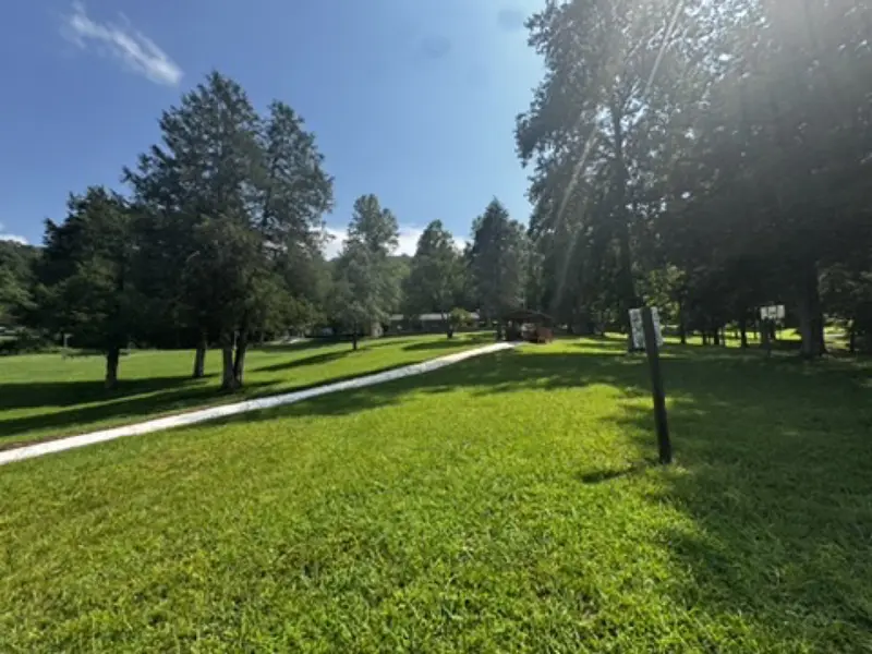 Sunny camp lawn with tall pines